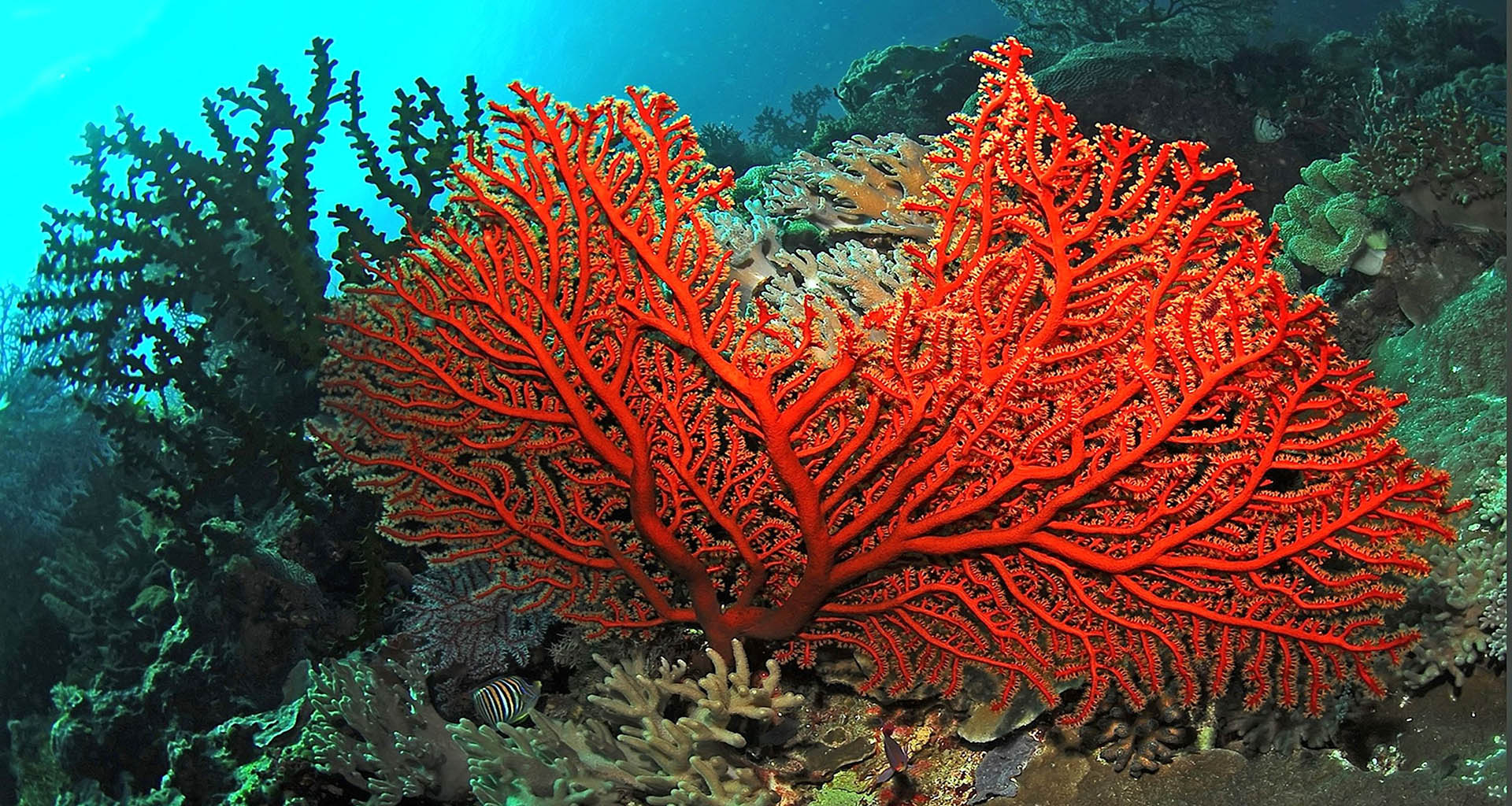 red soft coral