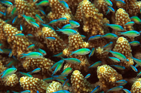 school of fish over coral